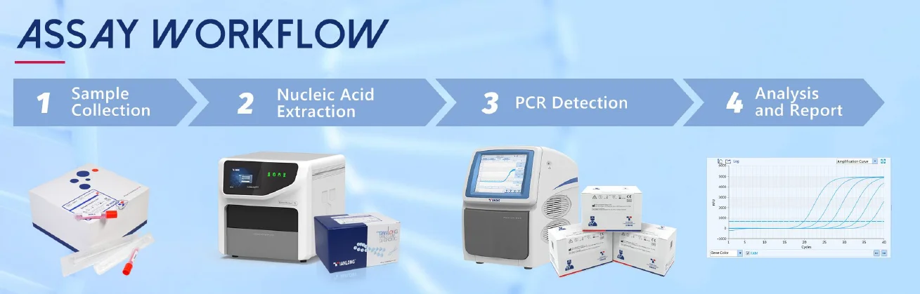 Kit RNA virus hợp bào hô hấp 6 Quy trình xét nghiệm Kit RNA virus hợp bào hô hấp