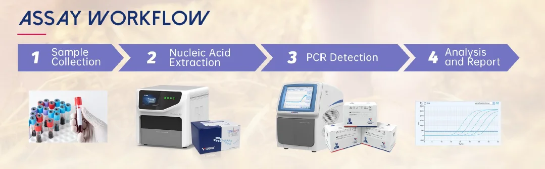 Kit phát hiện RNA virus dịch tả lợn cổ điển (CSFV) 7 Quy trình sử dụng Tăm bông chất lỏng ATP - Liquid Swab