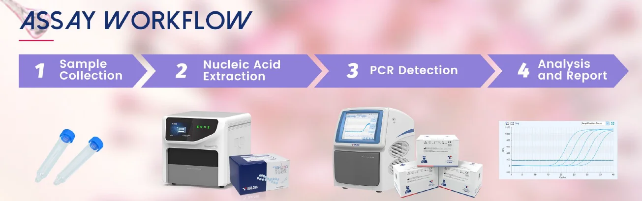 Quy trình xét nghiệm Kit phát hiện axit nucleic Human Cytomegalovirus - HCMV ở Người - Phương pháp PCR huỳnh quang