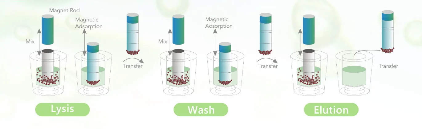 Kit tách chiết DNA tăm bông ngoáy má (buccal swab) 7 magnetic beads method Bộ kit chiết xuất axit nucleic (Bộ chiết tách axit nucleic DNA bộ gen dành cho mô thực vật ) 4