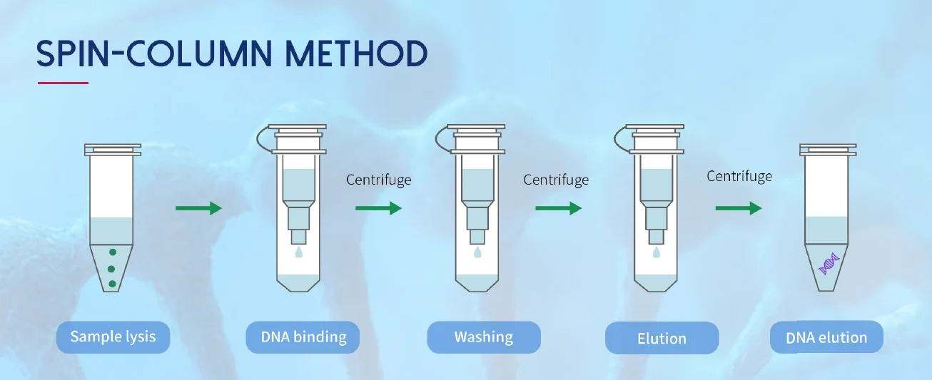 Kit tách chiết axit nucleic (Để tách chiết DNA tuần hoàn tự do, phương pháp Spin-Column) 8 phương pháp spin column Kit tách chiết axit nucleic (Để tách chiết DNA tuần hoàn tự do, phương pháp Spin-Column)